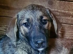 MARIOLA  ca. 2-jährige, liebe Hündin, ca. 46 cm, seit Welpe im Tierheim