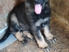 DDR Schäferhund Welpe