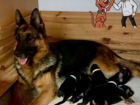 Deutscher Schäferhund Welpen