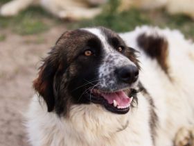 Coco sucht liebevolle Menschen