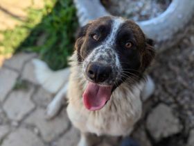 Coco sucht liebevolle Menschen