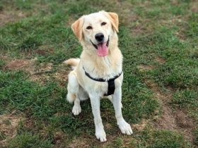 Fudge - sensible Seele sucht liebevolles Zuhause