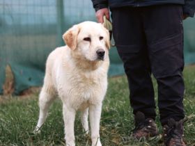 Fudge - sensible Seele sucht liebevolles Zuhause