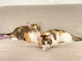 Hanny und Nanny warten schon auf dich