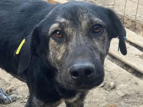 SICCO   unausgelasteter, Rüde, ca. 2 Jahre, ca. 60 cm, aktuell zu dünn