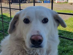 JANOSCH   5-jähriger Labrador-Mix-Rüde braucht ein bißchen Bewegung in seinem Leben, ca. 48 cm