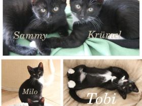 5 grossartige junge Katerchen abzugeben