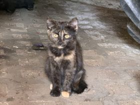 Katzenbabys ca 14 Wochen jung