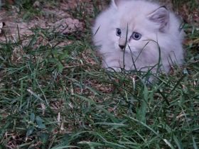 Maine coon mischlingekatze