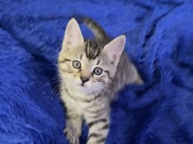 Süße Kitten suchen ein neues zu Hause