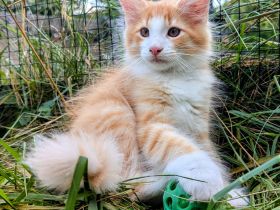Norwegische Waldkatze Katze Kitten Haustier NFO Kater