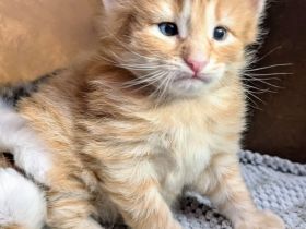 Norwegische Waldkatze Katze Kitten Haustier NFO Kater