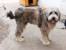 Wuschelhündin Flocke sucht ein Zuhause