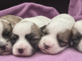 Wir planen einen Wurf Coton de Tuléar Welpen (VDH/FCI) für April 2025