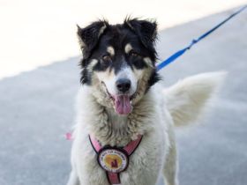 Liebenswerte Traumhündin Alita sucht ein Zuhause