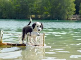 2 Mini Aussi Buben suchen ihre Familien