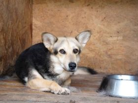 Schenkst du Lisa ein neues Zuhause?