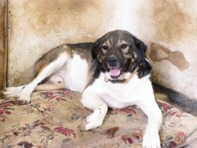 Bundy wurde von der Kette befreit und sucht nun ein liebevolles Zuhause.