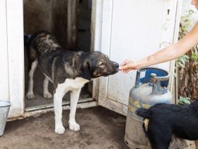 Bundy wurde von der Kette befreit und sucht nun ein liebevolles Zuhause.
