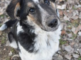 Alfonz, freundlicher, 1-jähriger, 53 cm großer, kastrierter Junghund - aufgeschlossen, medium aktiv