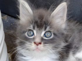 Gesundes Maine-Coon-Junge aus seriöser Zucht