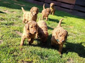 Großpudel / Königspudel Welpen