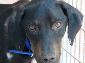 River,  männlicher Hound-Mix