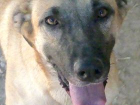 Cookie 4 (frei), Hob Nob (frei) und Custard (vermittelt) Schäferhund Mischlinge