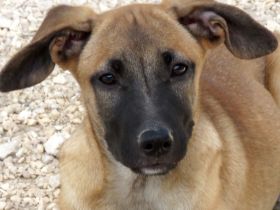 Cookie 4 (frei), Hob Nob (frei) und Custard (vermittelt) Schäferhund Mischlinge