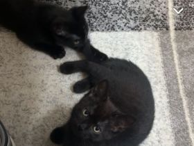 2 Misch britisch kurzhaar Katzen