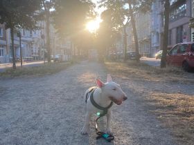 Miniature Bullterrier
