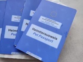 Jack Russel Terrier Welpen