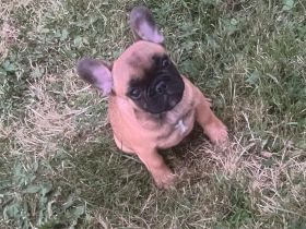 Französische Bulldoggen Welpen