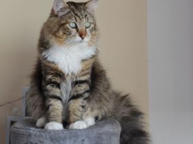 Sibirische Katze (Deckkater)