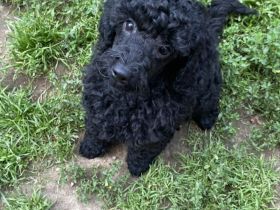 Süße Zwergpudelwelpen