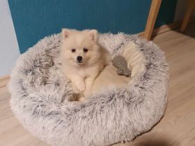 Zwergspitz zu verkaufen