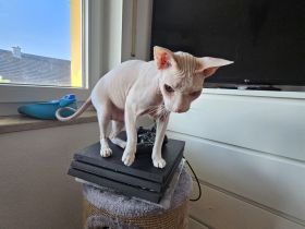 Süsser verschmuster Sphynx Kater