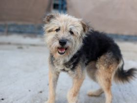 Liebenswerter Strubbel sucht ein einfühlsames Zuhause