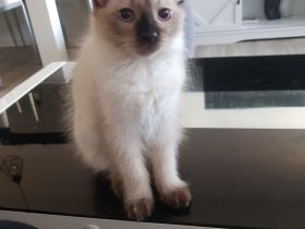 Ragdoll Kitten
