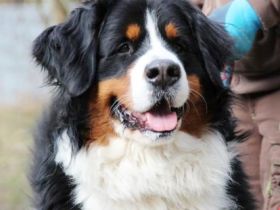 Paule, Berner Sennenhund, geb. 2022, sucht hundeerfahrene, geduldige Besitzer