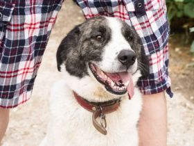 verschmuste CHARLINE wünscht sich eine Familie