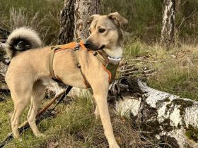 Starkes Frauchen für Milo gesucht