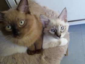 Sibirische Neva Masquarade Kitten Waldkatze Babys