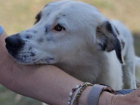 Jungdhund Orestes / männlich / derzeit in Griechenland