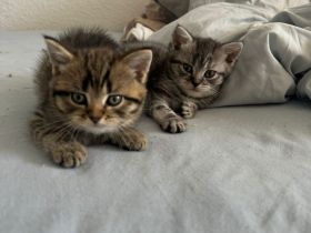 Bkh Kitten zu verkaufen
