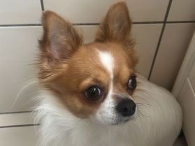 Deckrüde großer Chihuahua