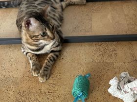 Sehr süße , liebe und verspielte Bengal Katze