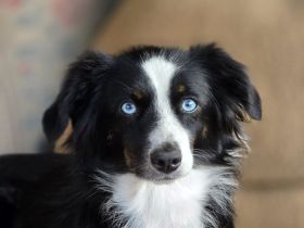 Traumhund, Mini Aussie Dame abzugeben