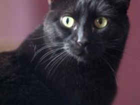 Bojador