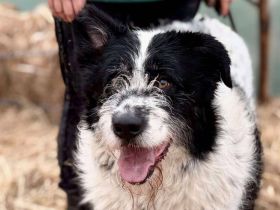 Schwarz-weißer Zottel Alfons auf der Suche nach einem glücklichen Leben und einem Zuhause.